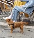 Dog with man in a suit