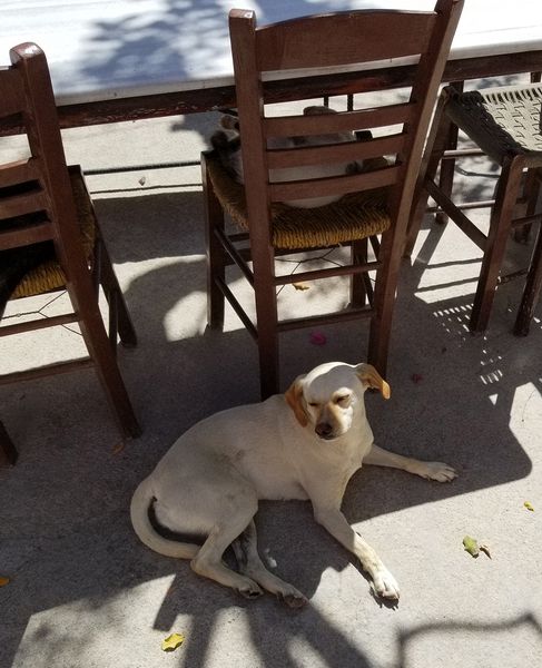 One dog in shade and one on the chair