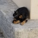 Yorky snoozing