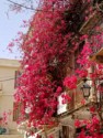 Red bougainvillea