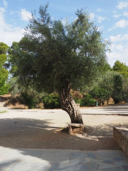 A very old olive tree