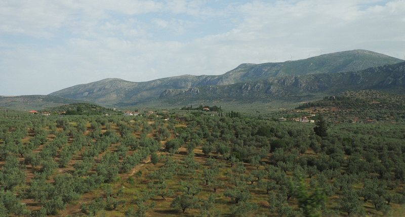 Olive groves