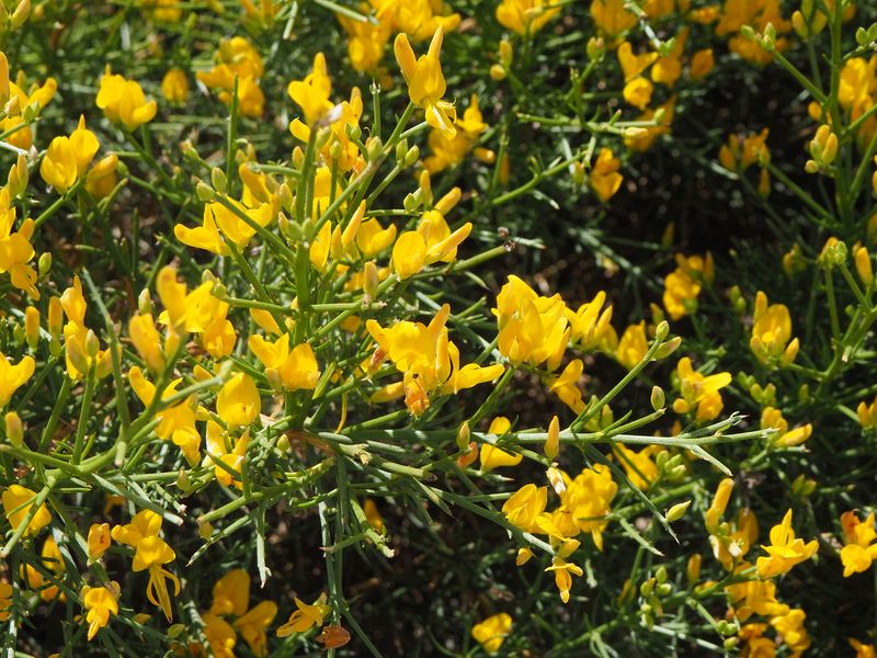 Pretty yellow flowers