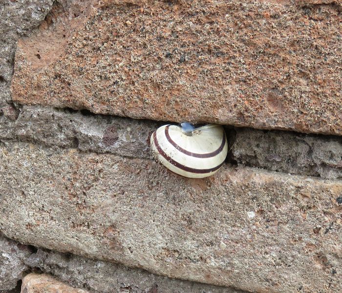 Striped snail