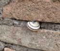 Striped snail