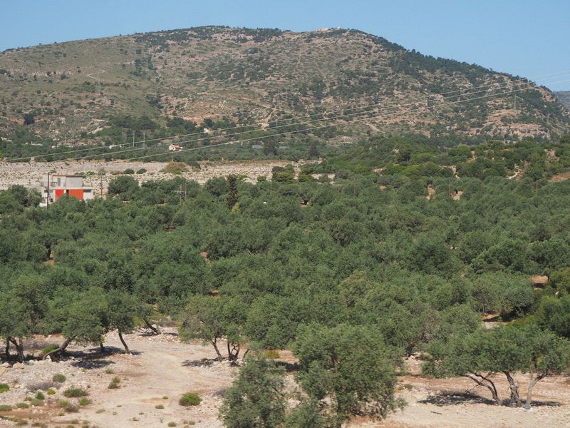 Olive trees