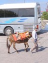 A man leading a mule