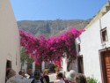 Bougainvillea