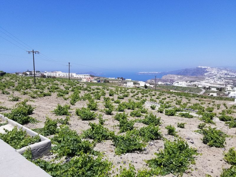 Grape vines hug the ground to draw as much moisture as possible