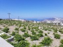 Grape vines hug the ground to draw as much moisture as possible