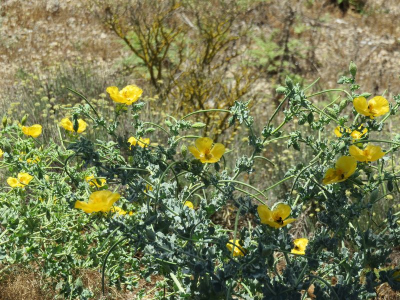 Poppies