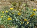 Poppies