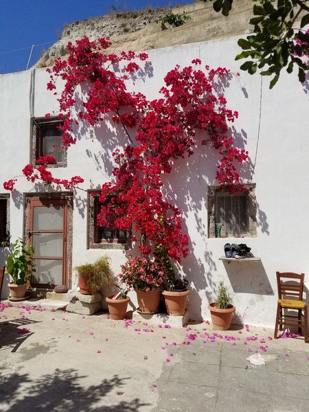 Red bougainvillea