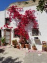 Red bougainvillea