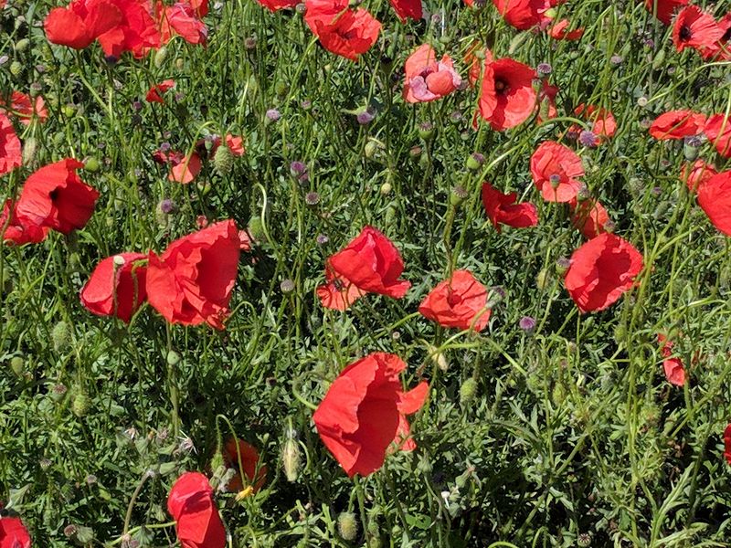 Red poppies