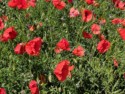 Red poppies