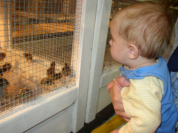 153-andrew thinking those quail would be fun to play with