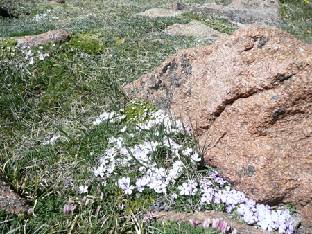 049 tundra flowers