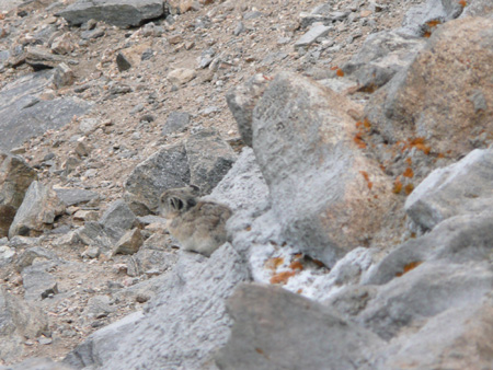 070 wyoming ground squirrel