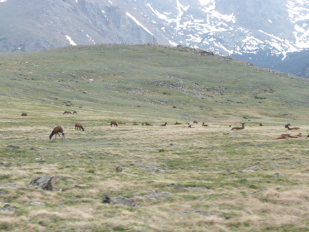 072 herd of elk on the high tundra