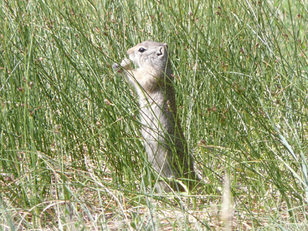 075 prairie dog eating grass seeds