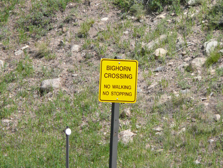 077 sign for bighorn sheep crossing