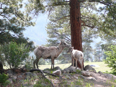 081 bighorn sheep ewe and lamb