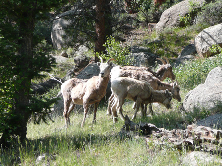 082 bighorn ewes with lambs