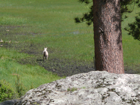 083 bighorn ewes eat the mineral mud at sheep lakes