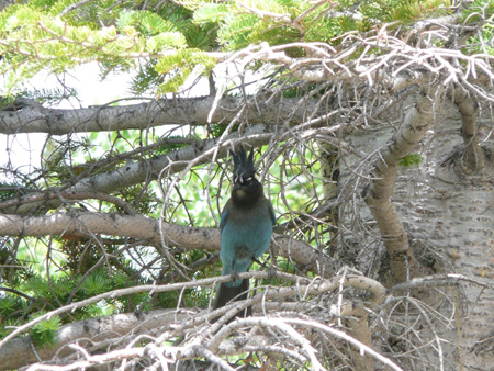 091 cool bird near alberta falls