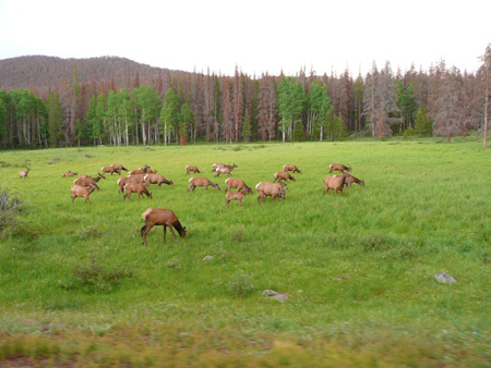 109 herd of elk close by in the evening