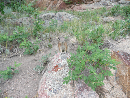 129 friendly chipmunk