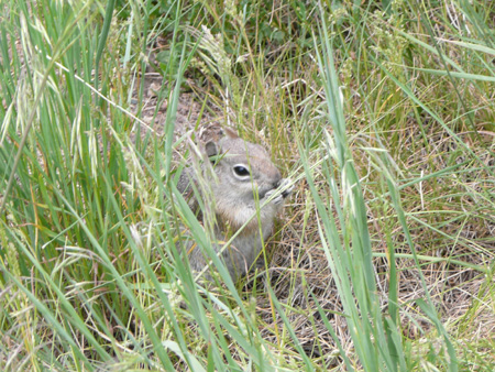 130 another chipmunk