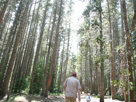 140 tall trees along trail