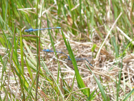 182 cool colored dragon flies