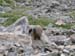 069 marmot on the tundra