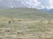 072 herd of elk on the high tundra