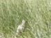 074 prairie dog