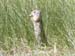 075 prairie dog eating grass seeds