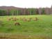 109 herd of elk close by in the evening