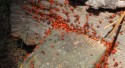 A swarm of ladybugs