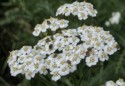 Bugs on flowers