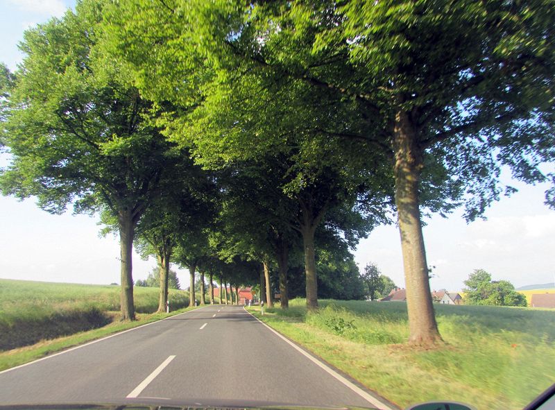 Tree lined road