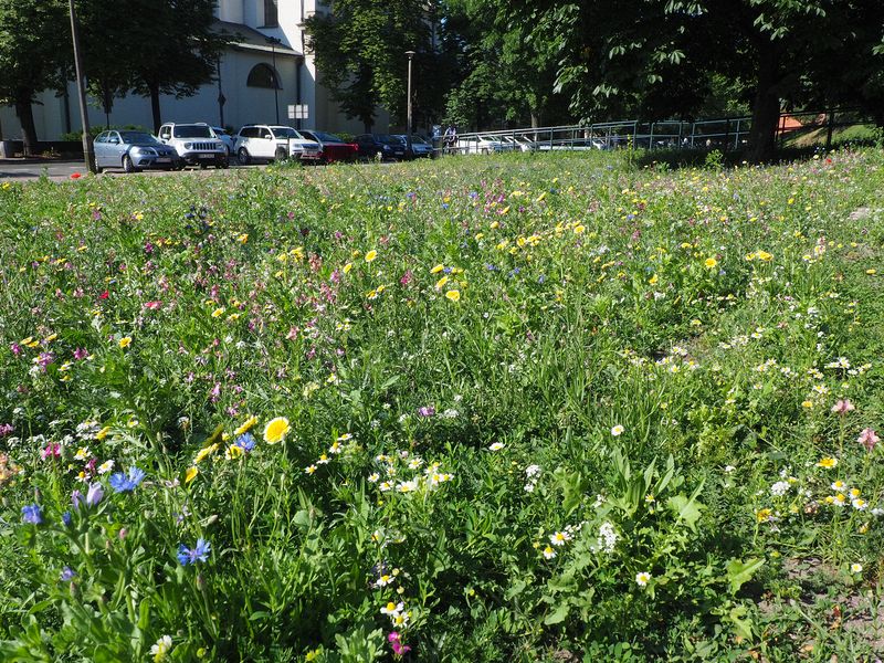 Colorful wildflowers