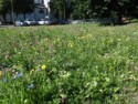 Colorful wildflowers