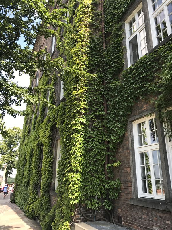 Ivy covered buildings