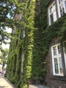 Ivy covered buildings