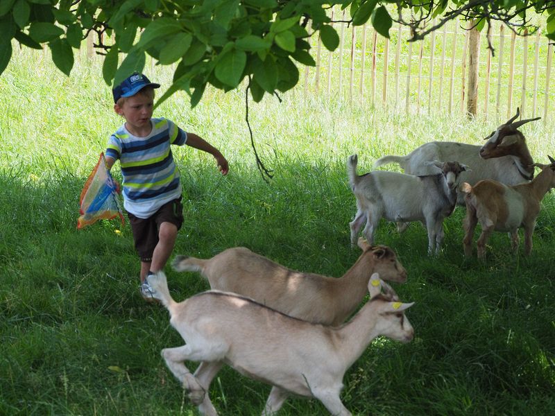 A boy herding goats