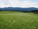 Fields full of Queen Anne's lace flowers