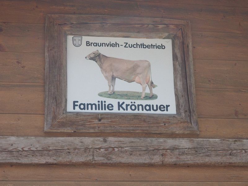 The Family Kroenauer breeds Braunvieh cattle